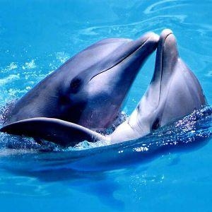 плавание с дельфинами спб 