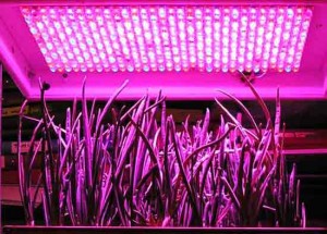 светодиодные светильники для растений 